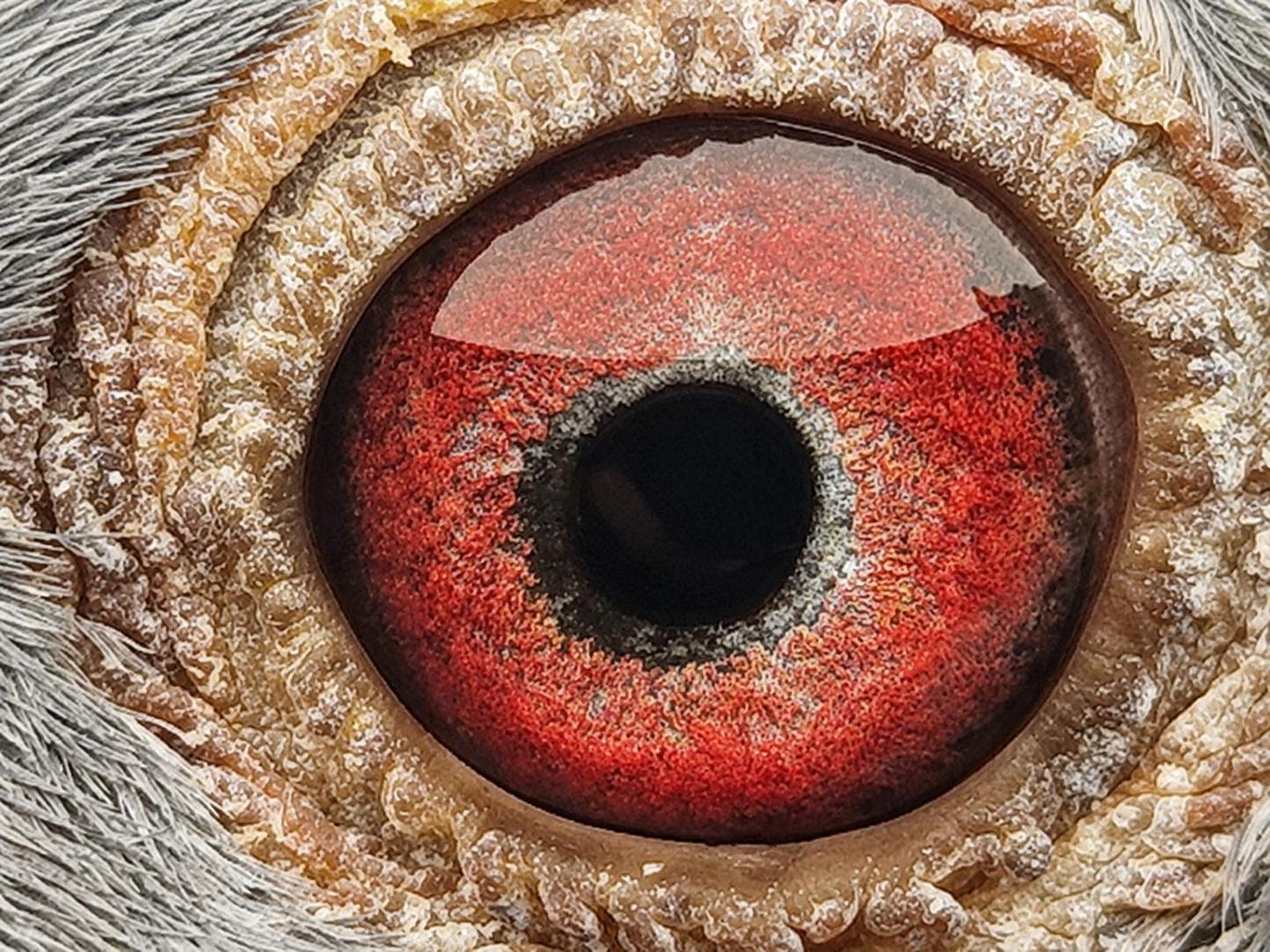 Pigeon eye